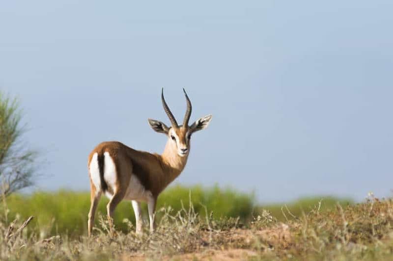 Billet Au départ d'Agadir : Safari dans le désert du parc national du Sous Massa avec déjeuner