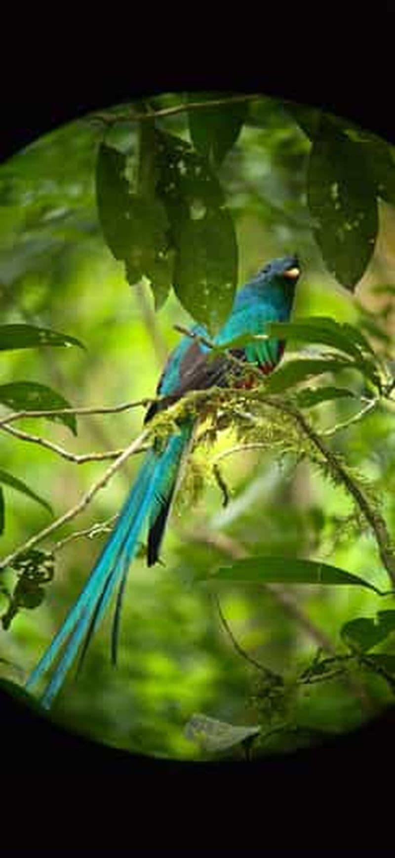 Billet Monteverde : promenade guidée dans la forêt nuageuse