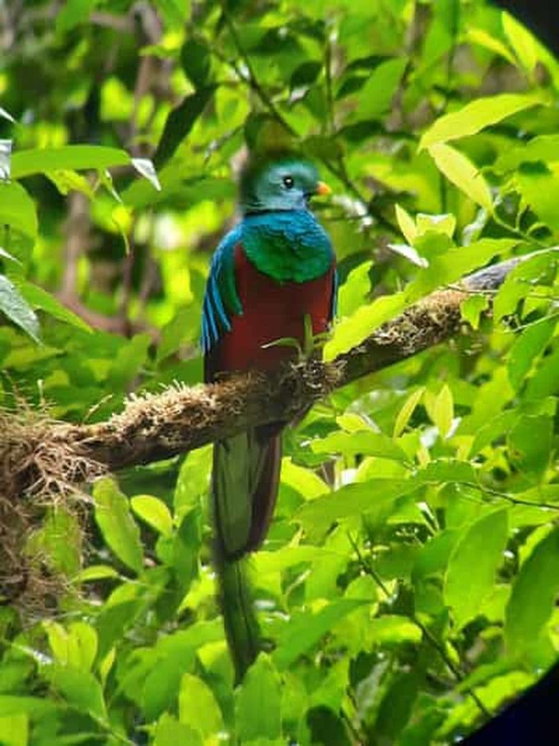 Billet Visite de la forêt tropicale de Monteverde