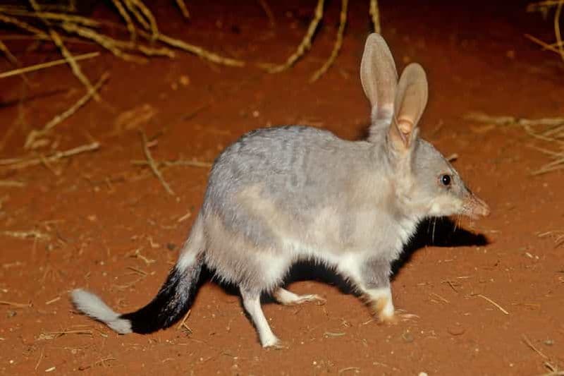 Billet Depuis Perth : Safari nocturne des animaux australiens