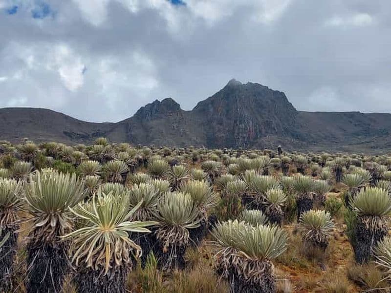 Billet Randonnée dans le plus grand páramo du monde : Sumapaz