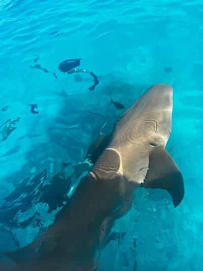 Billet Maafushi : Visite d'une jounée en bateau rapide avec plongée en apnée et déjeuner.