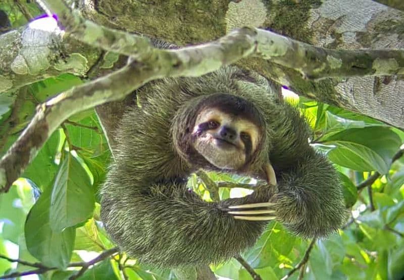 Billet Parc national Manuel Antonio : visite guidée et temps libre à la plage