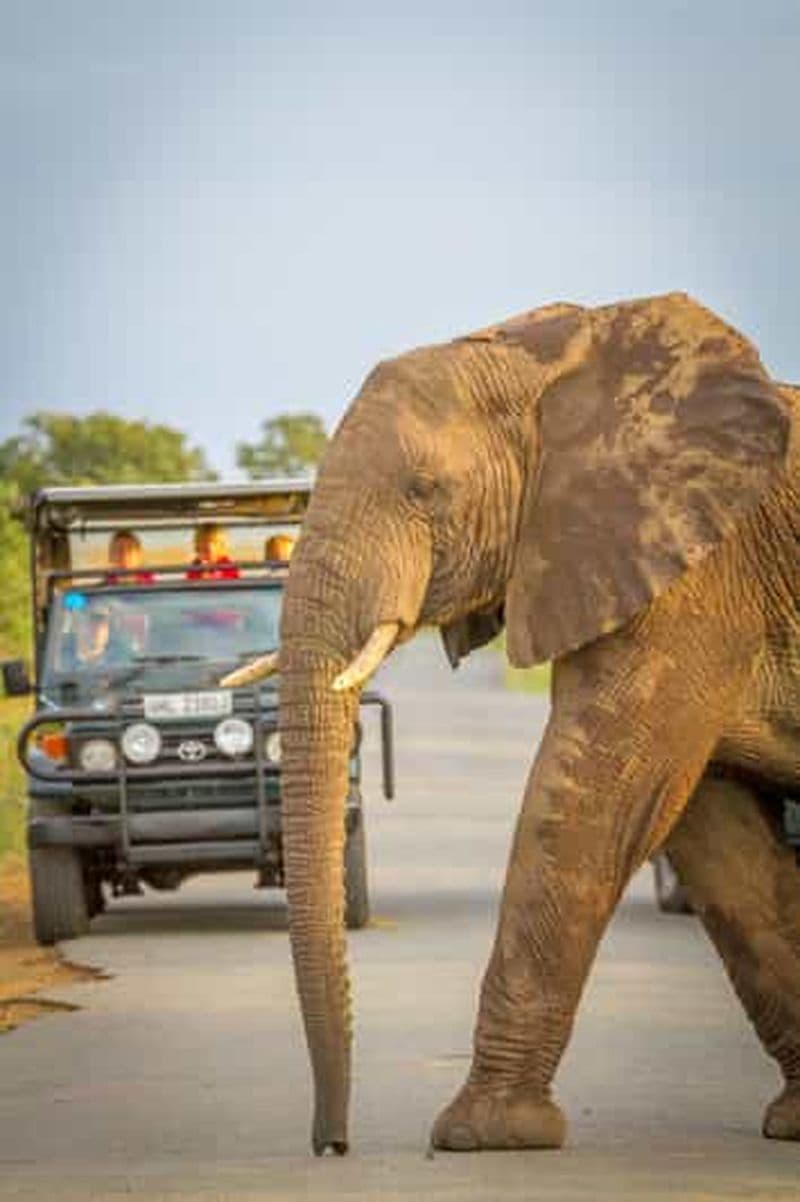 Billet Au départ de Sainte-Lucie : Safari exclusif dans le parc Big 5 de Hluhluwe-Imfolozi