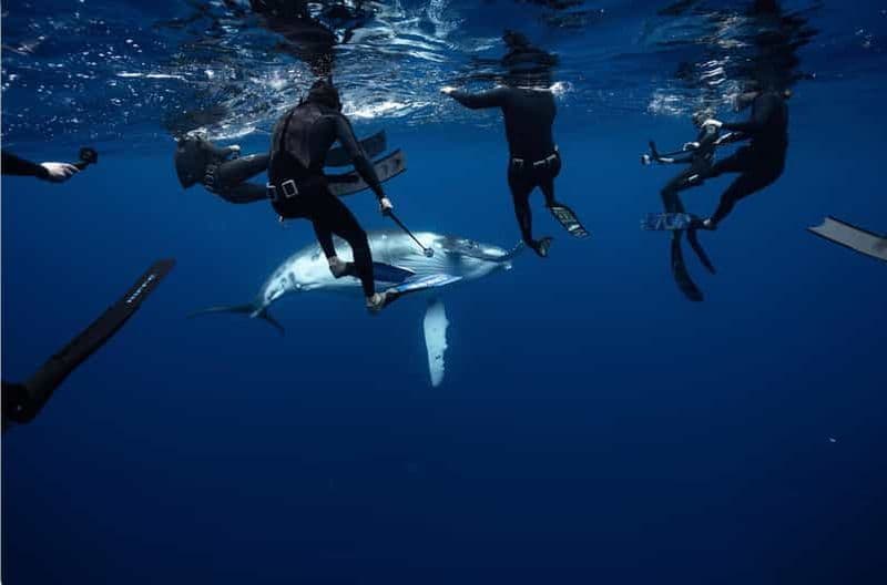 Billet Moorea : nager avec les baleines, les dauphins, les requins et les raies