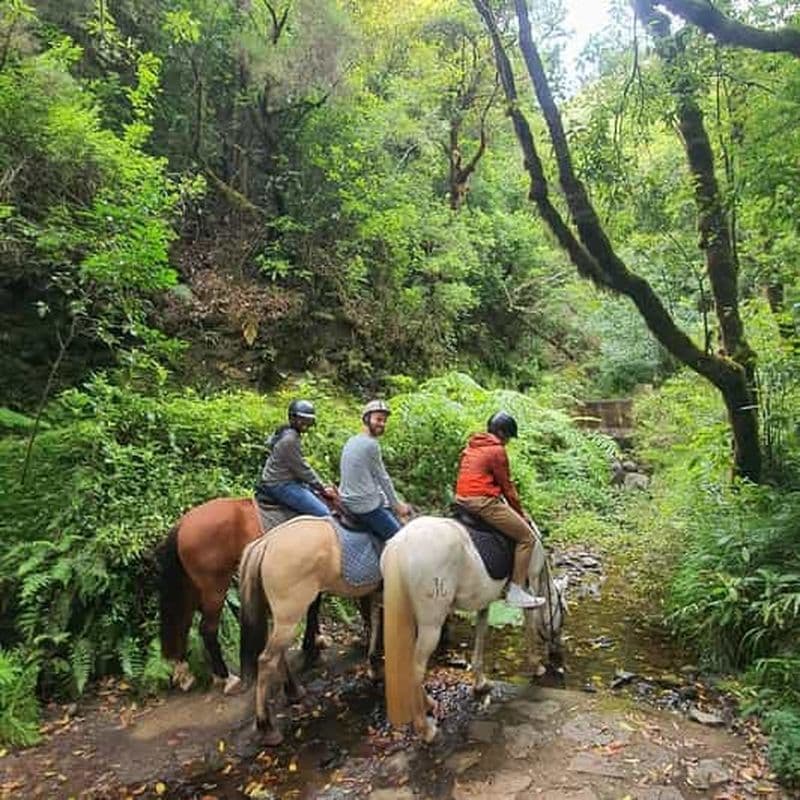 Billet Équitation à Madère : Sentier de la forêt de Laurel