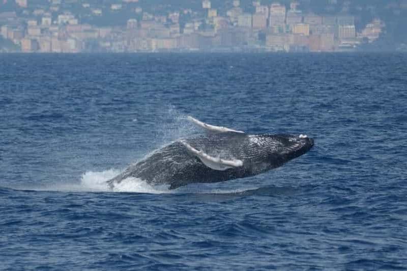 Billet Gênes : croisière d'observation des baleines au coucher du soleil dans le sanctuaire Pelagos