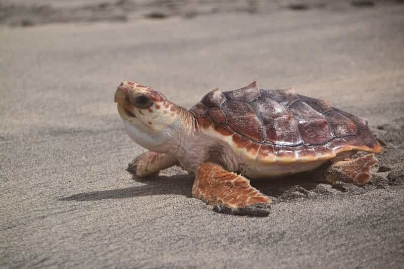 Billet Santa Maria : Observation des tortues de mer sur l'île de Sal