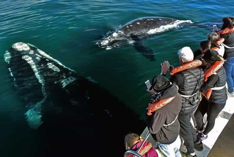 Billet Péninsule de Valdes : Journée complète avec observation des baleines