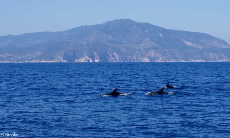 Billet Au départ de Porto Ercole : excursion en bateau de snorkeling sur l'île de Giannutri