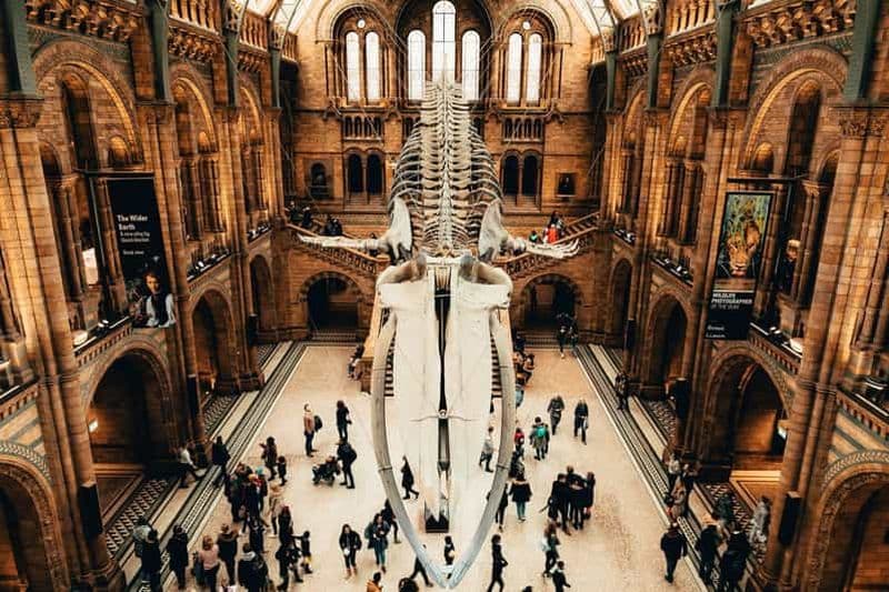 Billet Londres : Entrée au Musée d'histoire naturelle et visite guidée par l'application