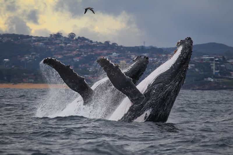 Billet Sydney : 2,5 heures d'observation des baleines en catamaran