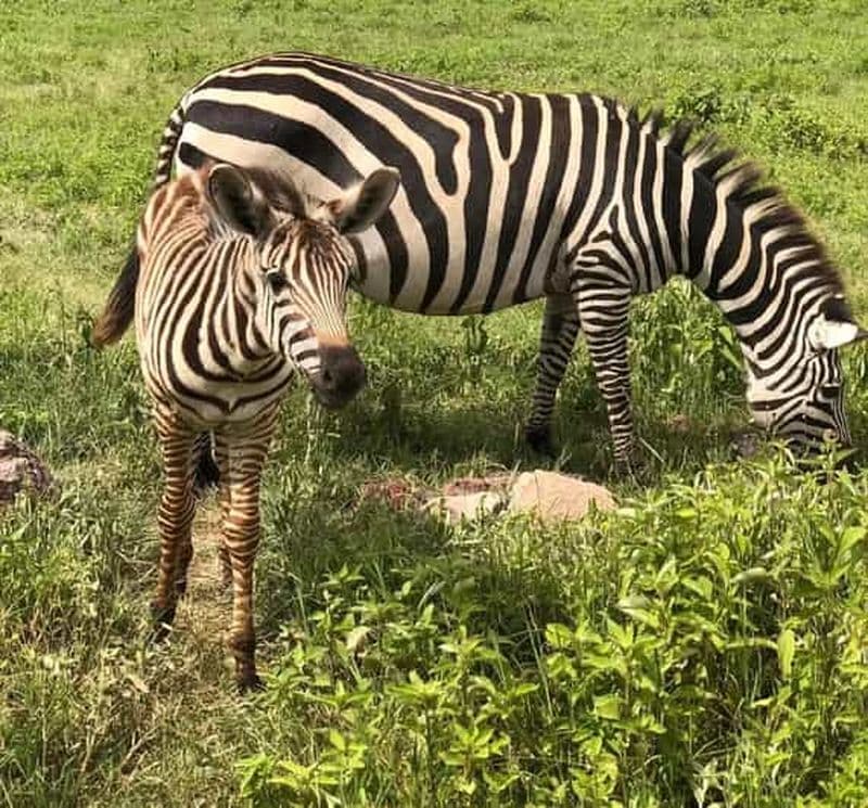 Billet Mwanza : excursion d'une journée au parc national du Serengeti avec déjeuner