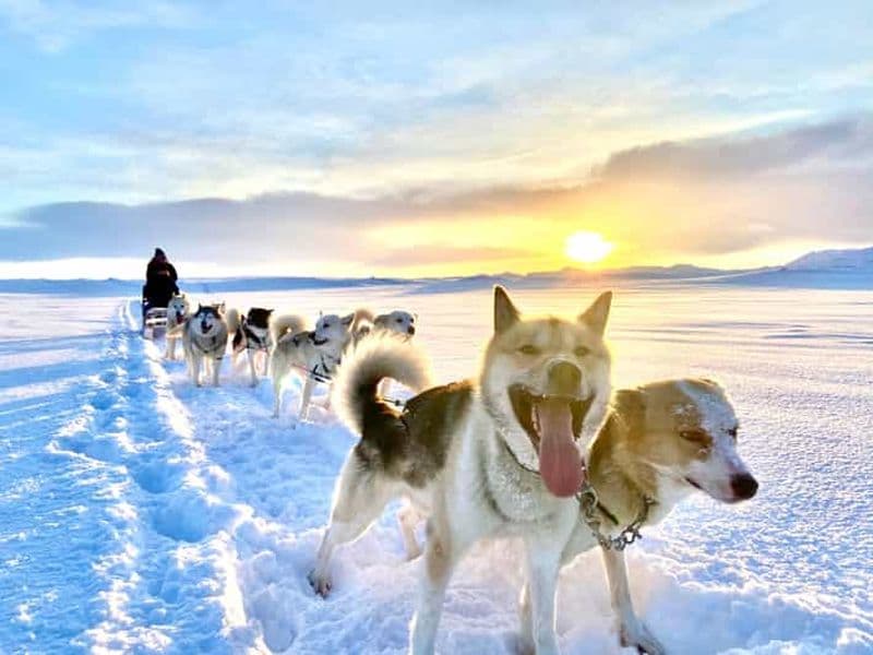 Billet Depuis Reykjavik : promenade en traîneau à chiens et rencontre avec les huskies