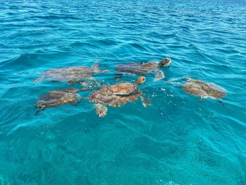 Billet Excursion en bateau et plongée en apnée avec les tortues au Cap-Vert depuis Mindelo