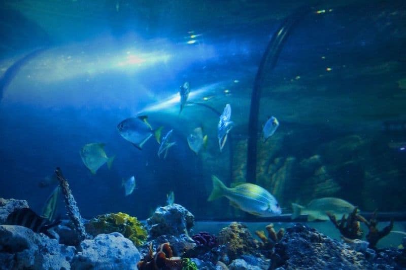 Billet Exploris Aquarium : Billet d'entrée