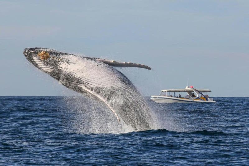 Billet Sydney : 2,5 heures d'observation des baleines en bateau