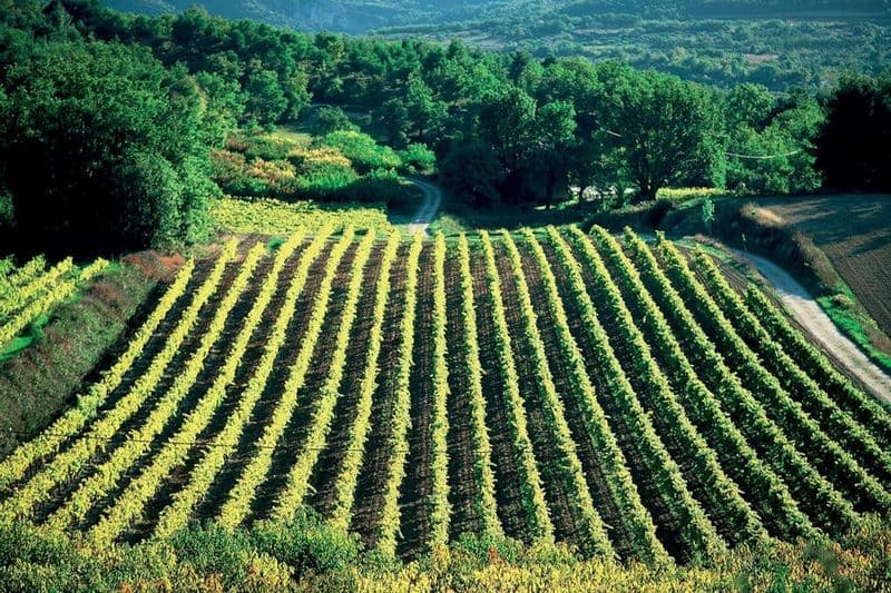 Billet Châteauneuf-du-Pape : Croisière au départ d'Avignon + Déjeuner + Dégustation de vins