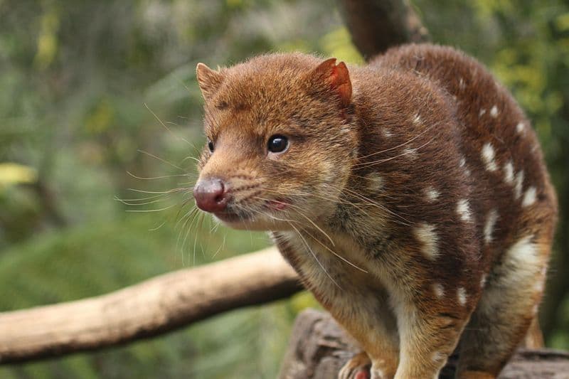 Billet Feeding Frenzy Tour à Bonorong Wildlife Sanctuary