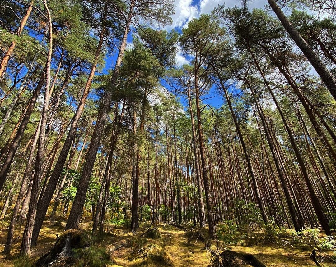 Forêt de Fontainebleau