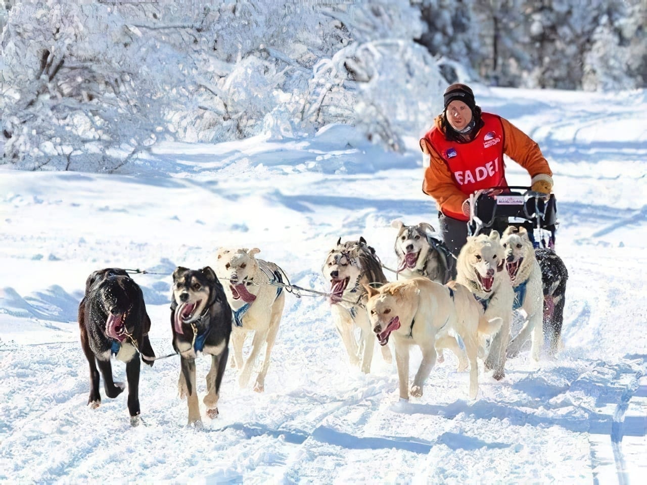 Partir en excursion en traîneau à chiens