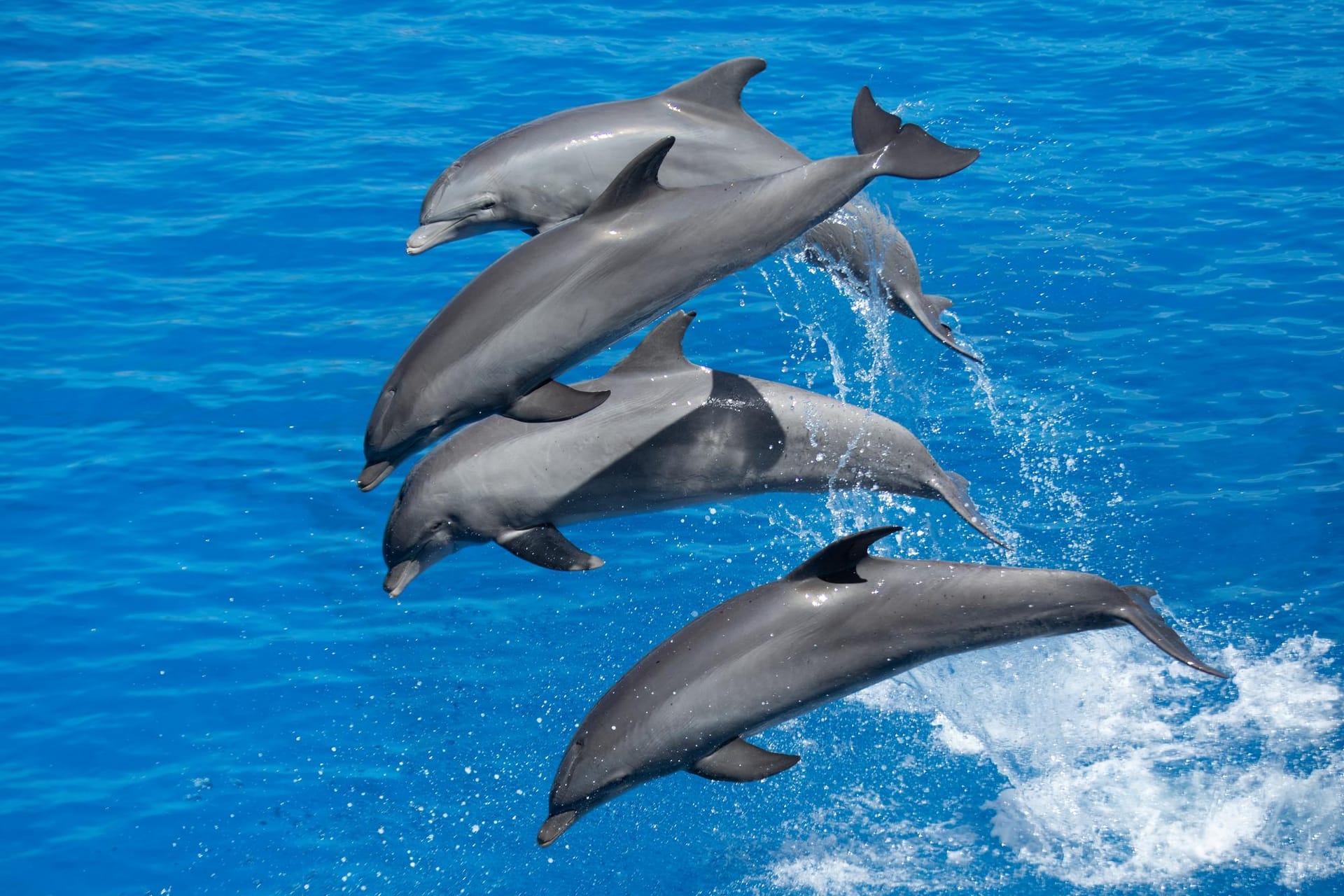 Les meilleures excursions d'observation de dauphins à Malaga
