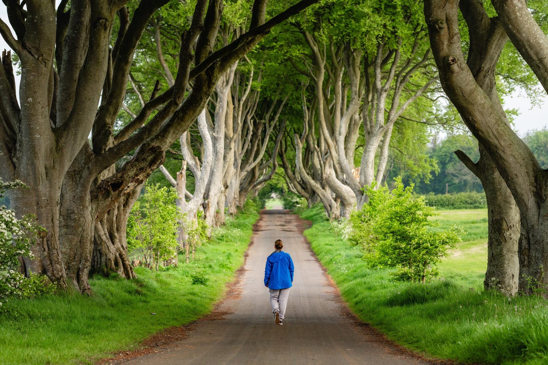 Les Dark Hedges