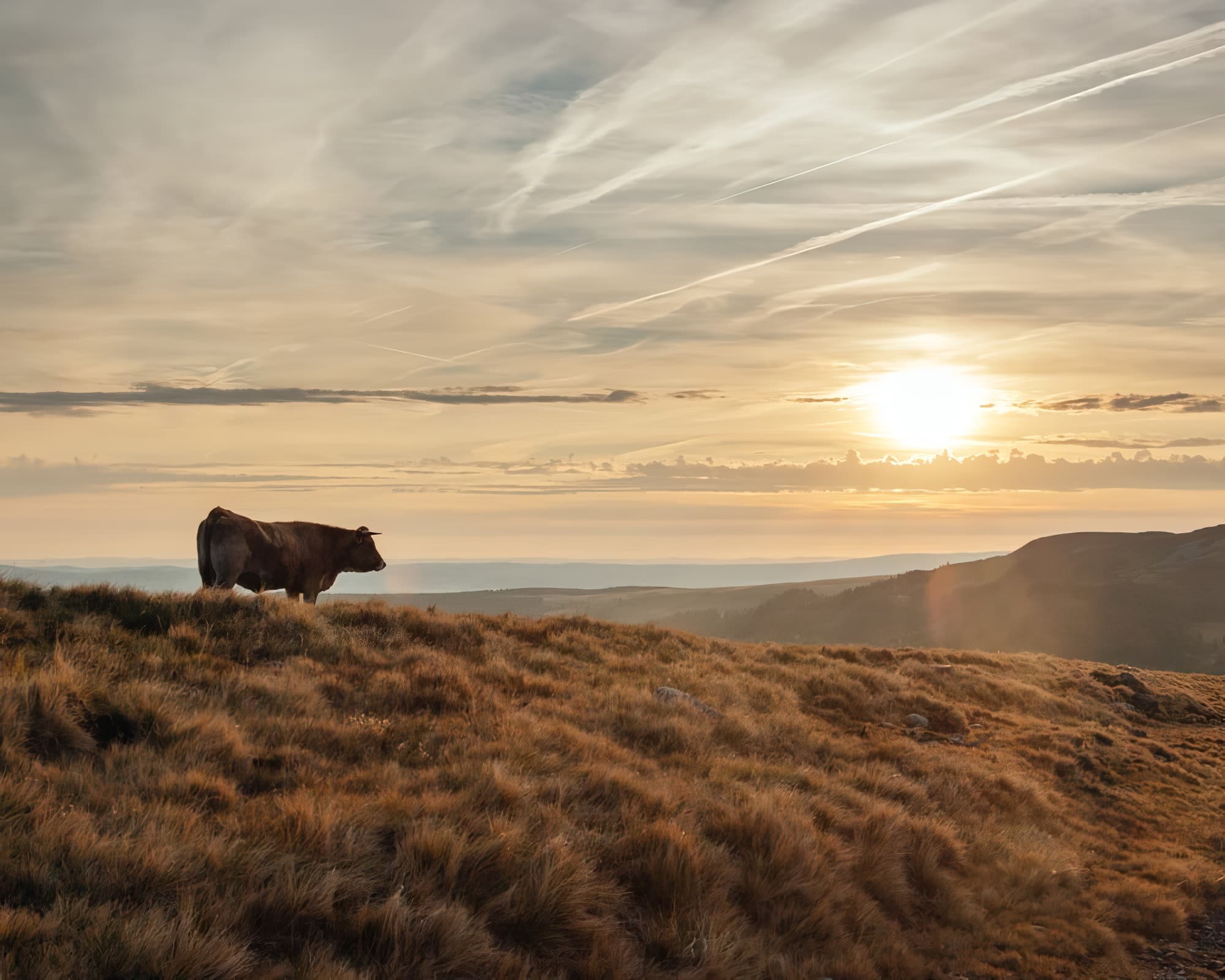 Aubrac