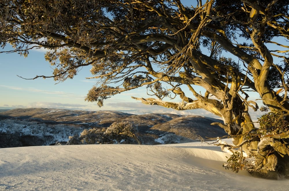 Parc national du Kosciuszko