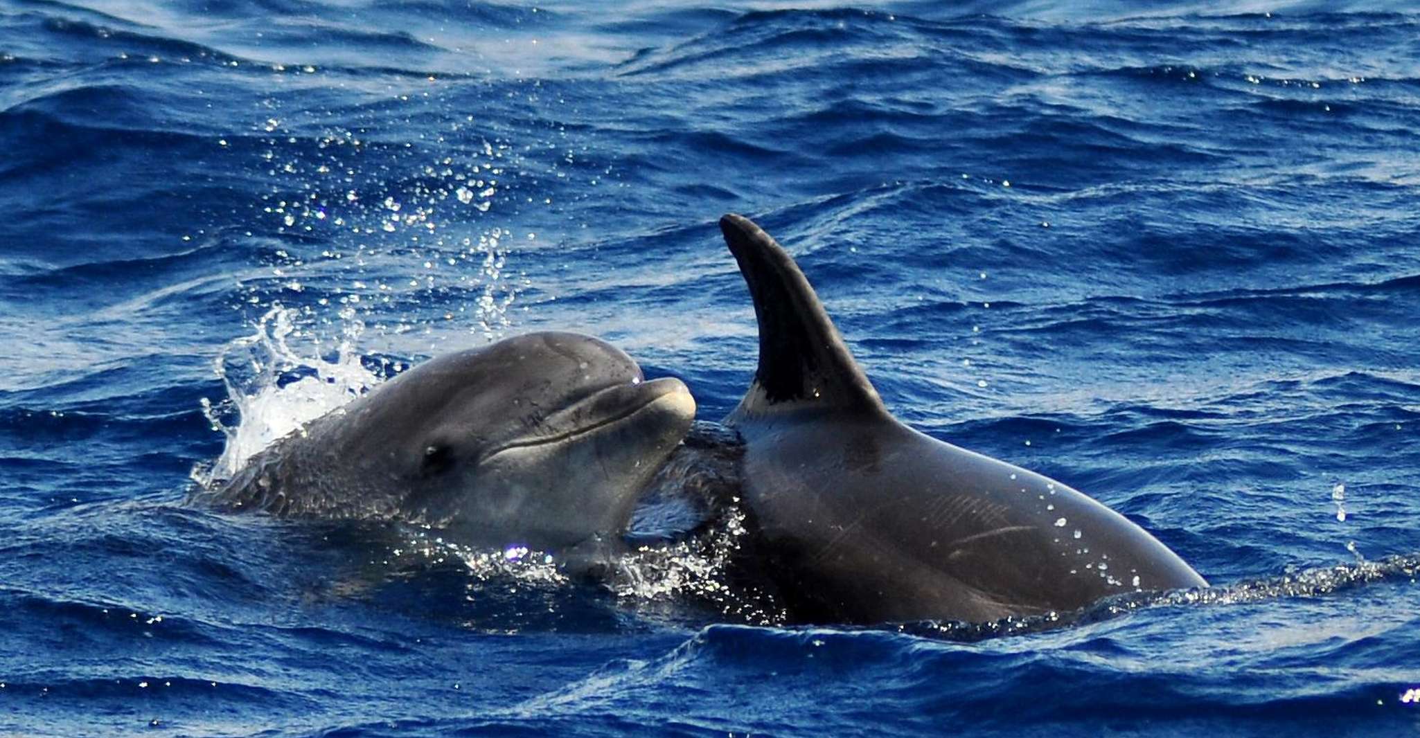 Observer les dauphins et baleines au large