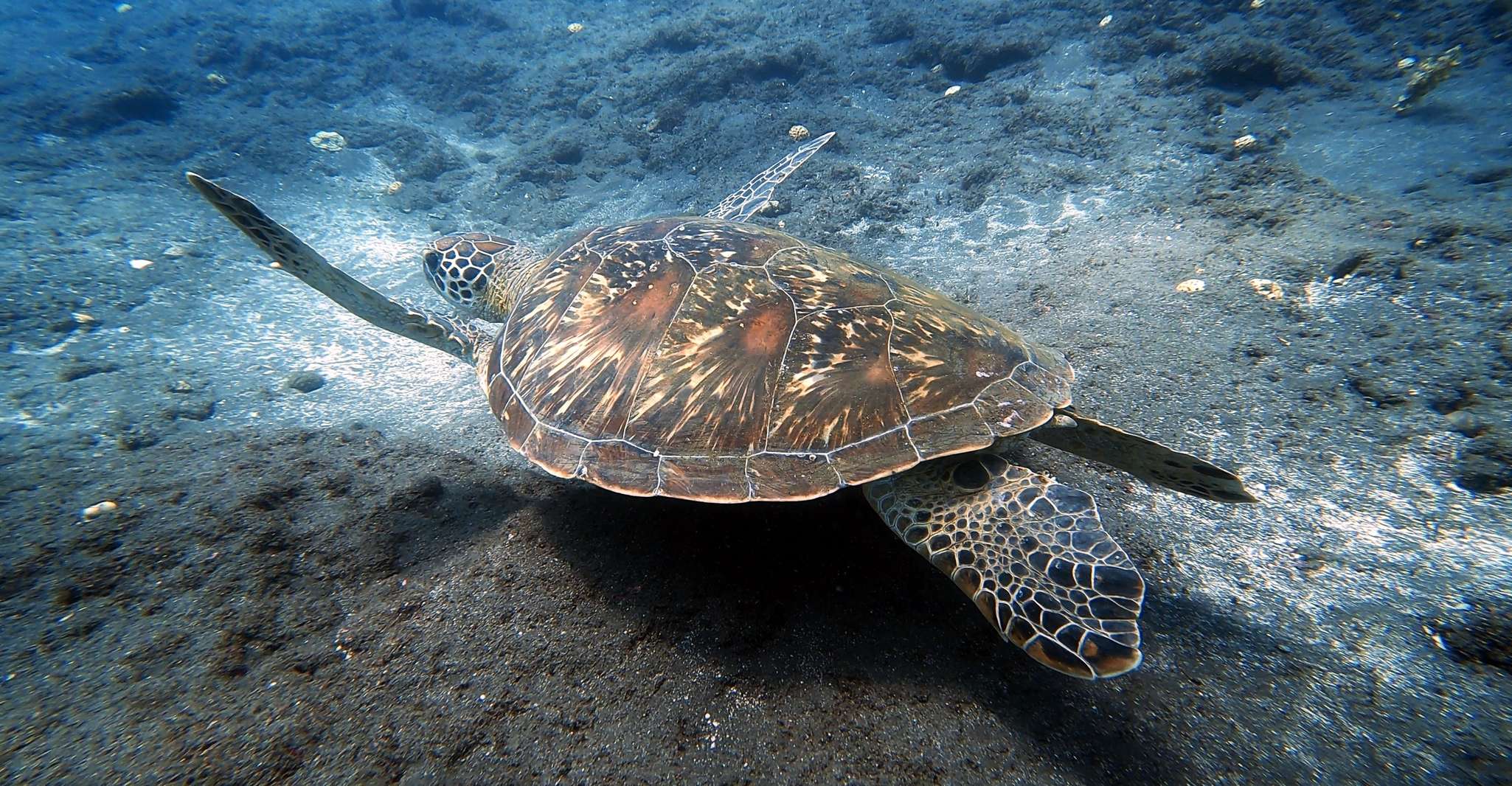 Plonger dans la barrière de corail de Saint-Gilles