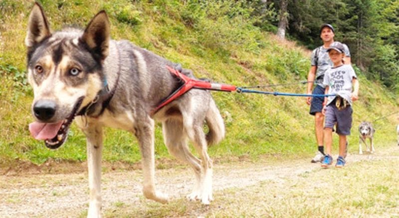 Billet Cani-randonnée à Val d'Azun dans les Pyrénées