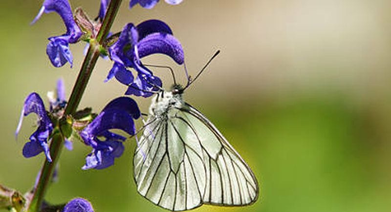 Billet Randonnée pédestre dans le Parc Naturel du Haut Languedoc