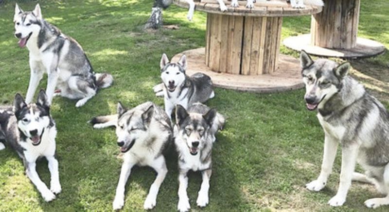 Billet Rencontre avec les huskies ou le musher à Val d'Azun dans les Pyrénées