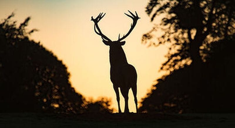 Billet Écoute du Brame du Cerf dans le Haut-Verdon - Colmars-les-Alpes