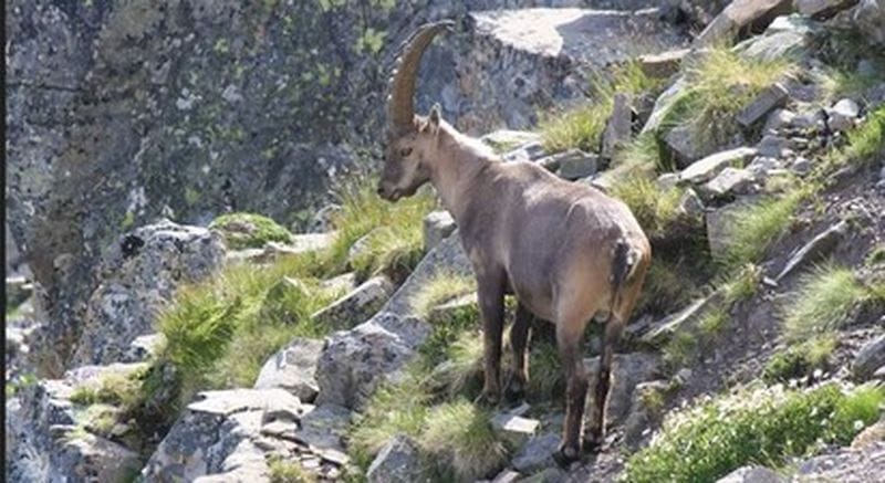 Billet Randonnée faune sauvage du Mercantour avec guide naturaliste à Allos