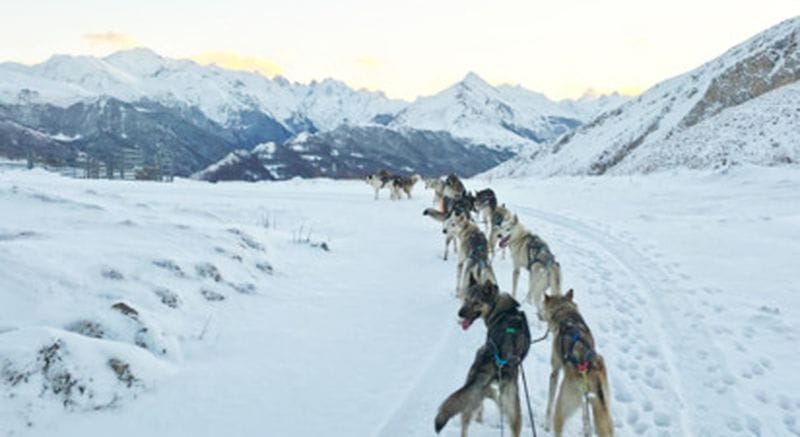 Billet Balade et observation des chiens de traineau à Val d'Azun dans les Pyrénées