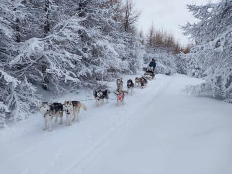 Billet Chien de traîneau dans le fjord d’Eyjafjörður au départ d’Akureyri