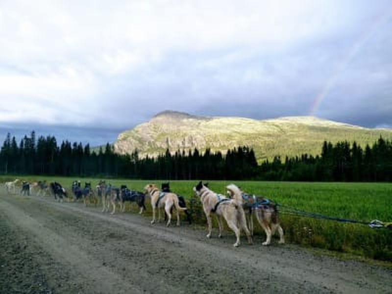 Billet Traîneau à chiens sur roues en été à Tylldalen, près de Røros