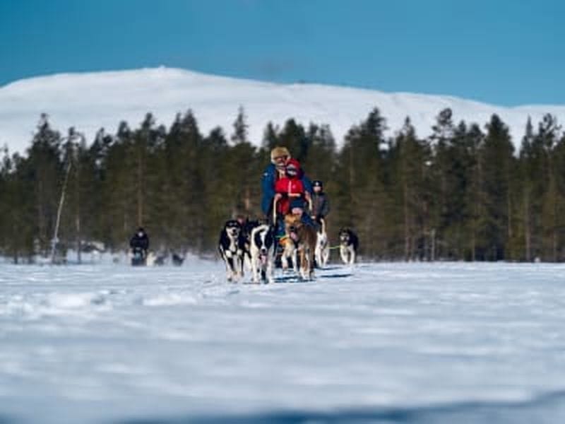 Billet Randonnée en chiens de traîneau à Trysil