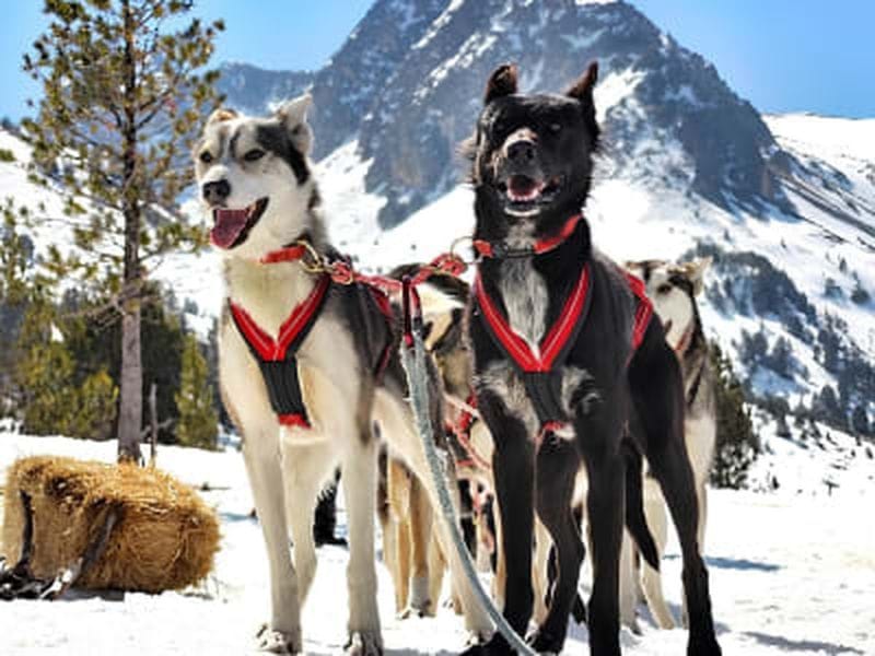 Billet Balade en chien de traîneau en Grandvalira, Andorre