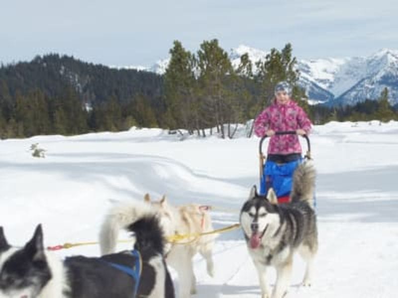 Billet Chiens de traîneau et randonnée en raquettes avec des huskies à Kleinwalsertal