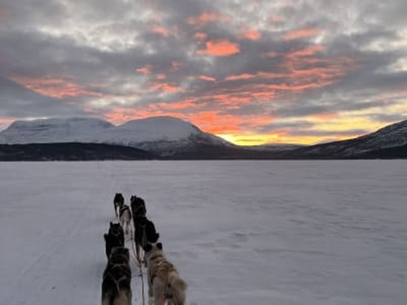Billet Conduite de chiens de traîneau dans la vallée de Skibotn en soirée, près de Tromsø