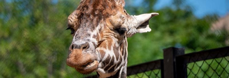 Billet Balade à cheval dans Curitiba + Zoo