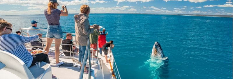 Billet Observation des baleines à Hervey Bay