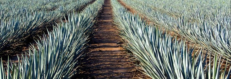 Billet Excursion à Tequila