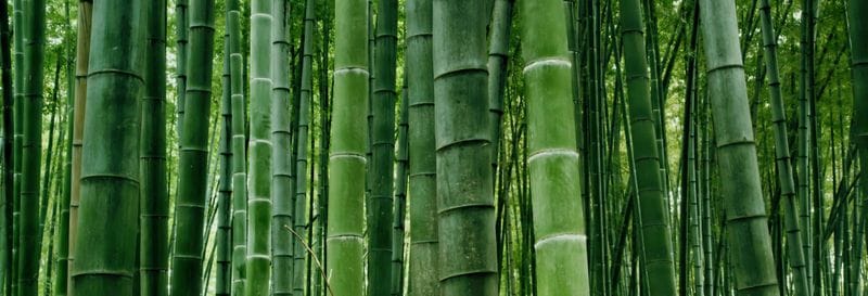 Billet Excursion privée à la mer de bambou du Sichuan et à Pingle