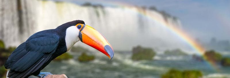 Billet Visite complète de Macuco Safari