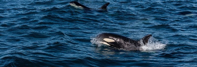 Billet Observation des baleines à Ólafsvík
