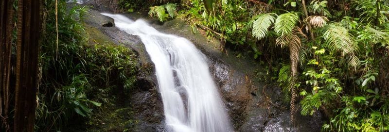 Billet Visite du parc forestier de Colo-i-Suva